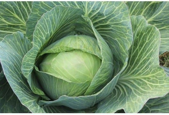 Gemma Seeds Cabbage Late 5gr/1500pcs