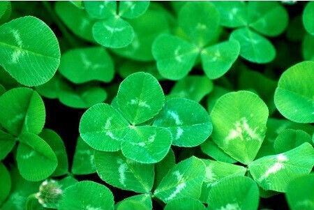 Saatgut Rasen Trifolium 1kg | Skroutz Germany