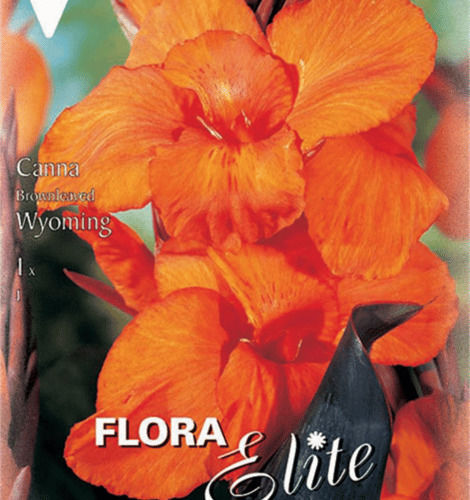 Gemma Canna Wyoming 819421 Samen Canna Orange