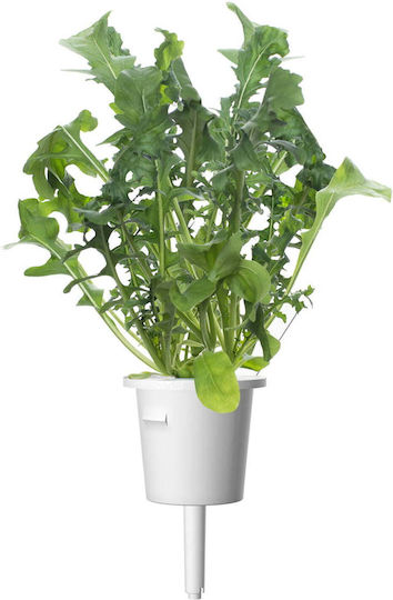 Click and Grow Σπόροι Ρόκας 3τμχ