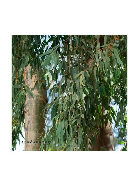 Lumânare Aromatică din Soia Față de Femeie Muză Florală Bumbac