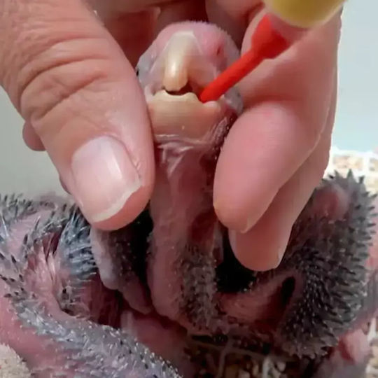 Psittacus Neonatal Hand Feeding Formula Hrană pentru Budgerigars 1kg