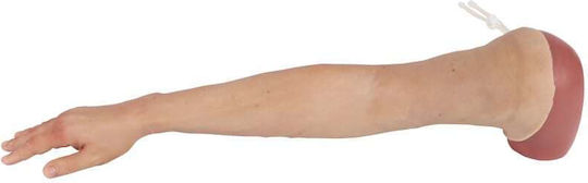 Erler Zimmer Appendages & Joints Model