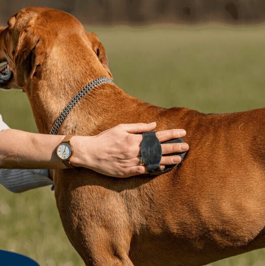 Sprenger Brush for Short-Haired Dogs for Coat Grooming