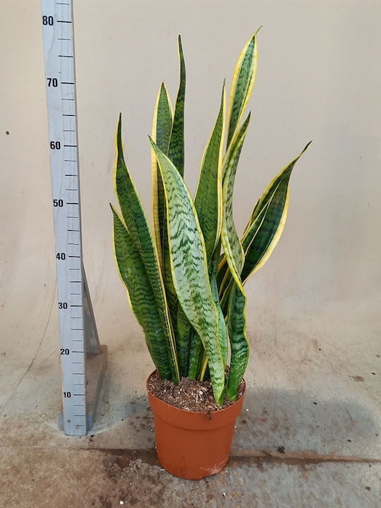 Sansevieria Trif Laurenti Sansevieria Trif Laurenti