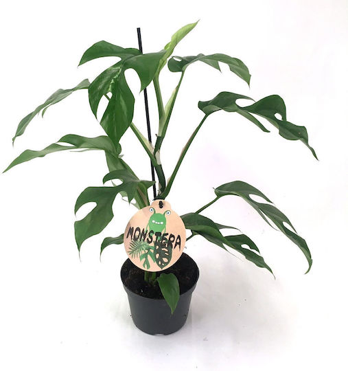 Monstera Minima "swiss Cheese Plant"