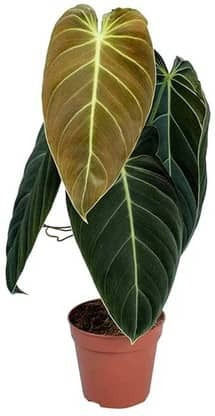 Philodendron Melanochrysum