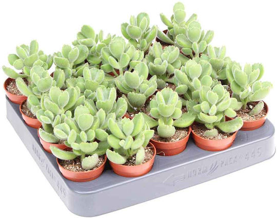 Cotyledon Ladismithiensis 5.5cm