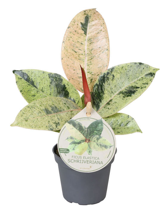 Ficus Elastica Schrijveriana