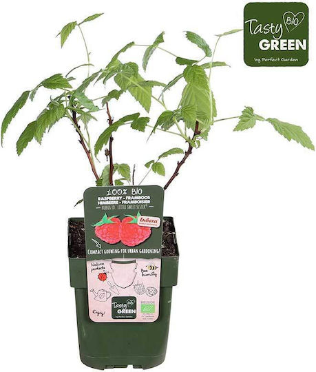 Rubus 'little Sweet Sister' Bio 13cm Rubus 'little Sweet Sister' Bio 13cm