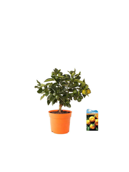 Citrus Calamondin 'oriana' 12cm