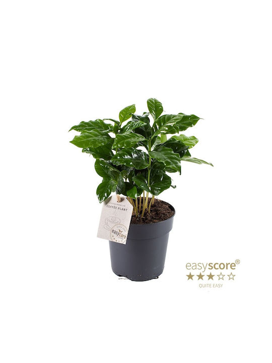 Coffea Arabica