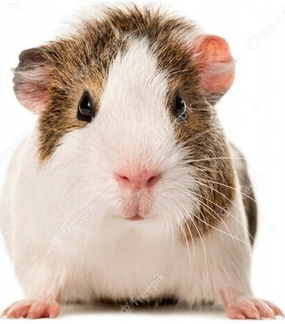 Vitakraft Menu Vital Treat for Guinea Pig 3kg