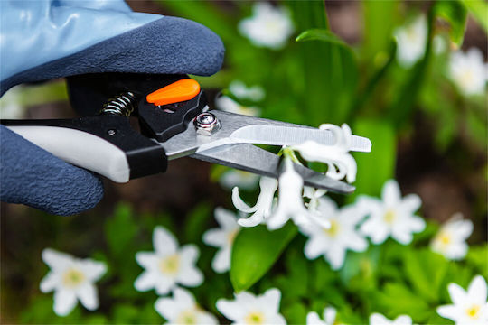 Neo Tools Traubenschere Länge 20cm mit Maximalem Schnittdurchmesser 6mm