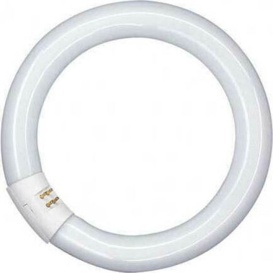 Philips Fluorescent Lamp for Socket G10Q with Shape T9 32W