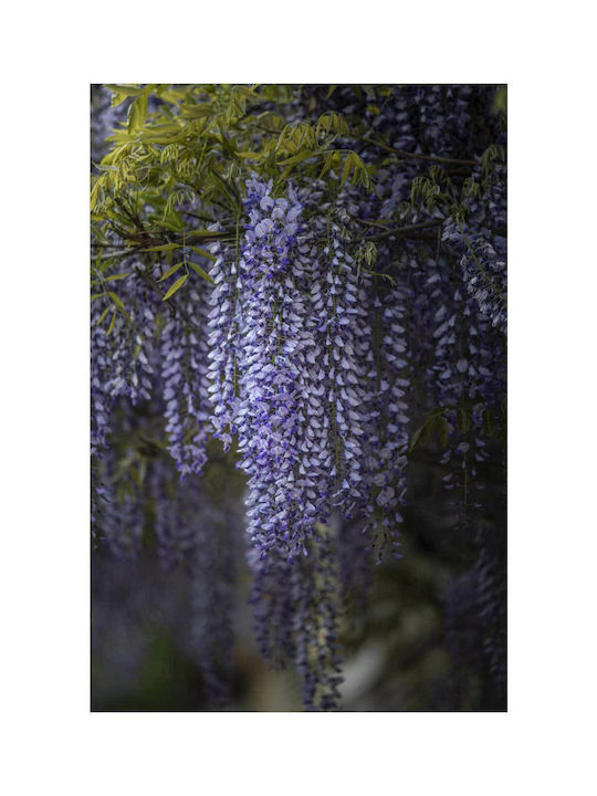 Wisteria Flowers Painting 80x120