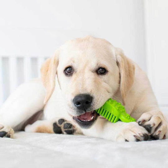 Akinu Zahnpflege Zahnbürste Hund für Mittlere Rassen