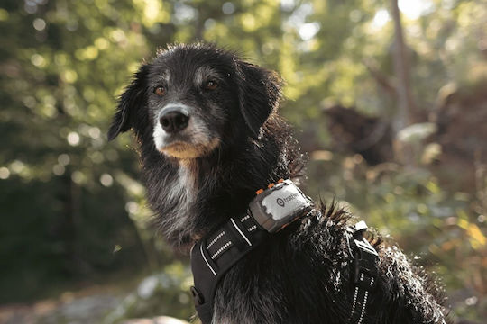 Tractive Dog XL Ηλεκτρικό Κολάρο GPS Σκύλου Adventure Edition