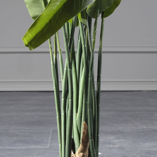 Πουλί του Παραδείσου Εξωτερικού Χώρου Supergreens Πουλί του Παραδείσου Εξωτερικού Χώρου Supergreens
