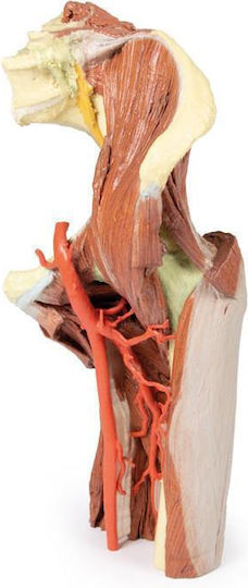 Erler Zimmer Manechin de antrenament Organele interne