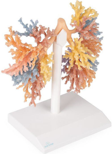 Erler Zimmer Internal Organs Model