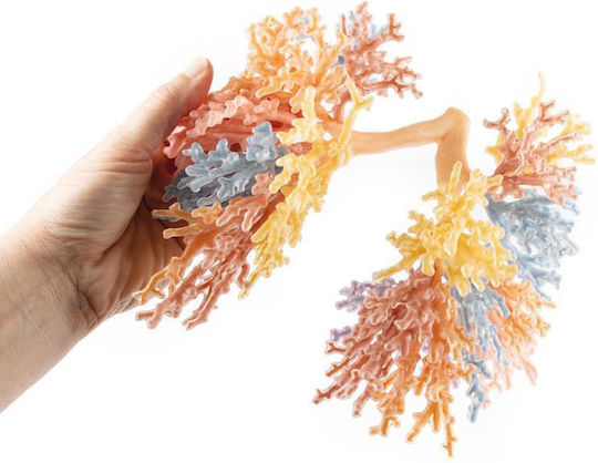 Erler Zimmer Internal Organs Model