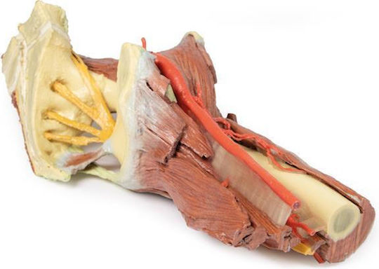 Erler Zimmer Manechin de antrenament Organele interne