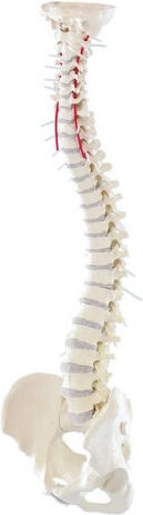 Erler Zimmer Human Skeleton Model