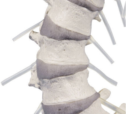 Erler Zimmer Human Skeleton Model