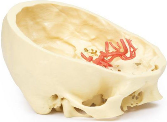 Erler Zimmer Skull/Head Model