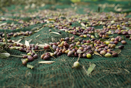 Miltoplast Olive Net 5x8m