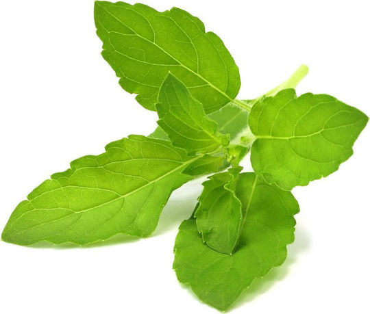 Click & Grow Smart Garden Refill Holy Basil 3pcs