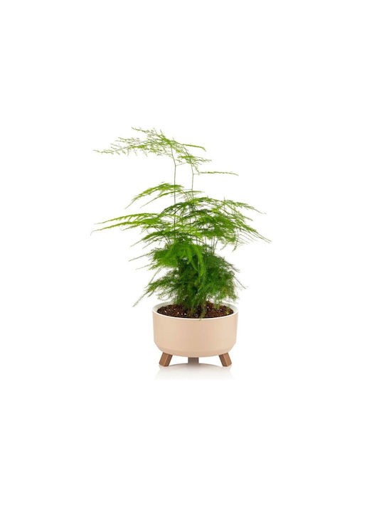 Viosarp Tripod Set 2 Plastic Beige Flower Pots