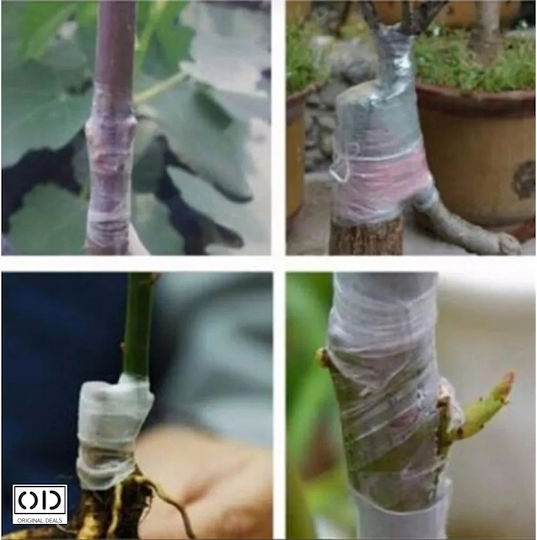 Grafting Tape Fruit Trees Premium Efficiency Material Transparent Size 100m X 2cm Original Deals