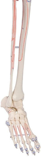 Erler Zimmer Human Skeleton Model