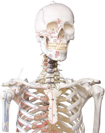 Erler Zimmer Human Skeleton Model