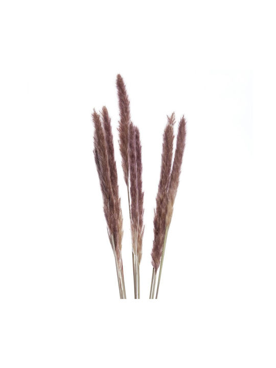 Florista Pampasgras 70cm Natur Kunststoff