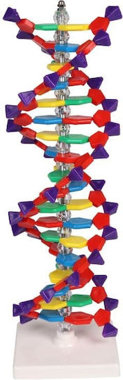 Doppelhelix DNA Erler Zimmer