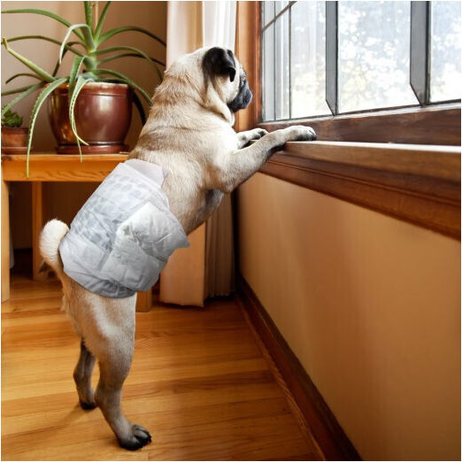 Simple Solution Dog Panties XSmall 22.5 - 35cm 12pcs