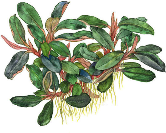 Tropica Lebende Aquariumspflanze Bucephalandra