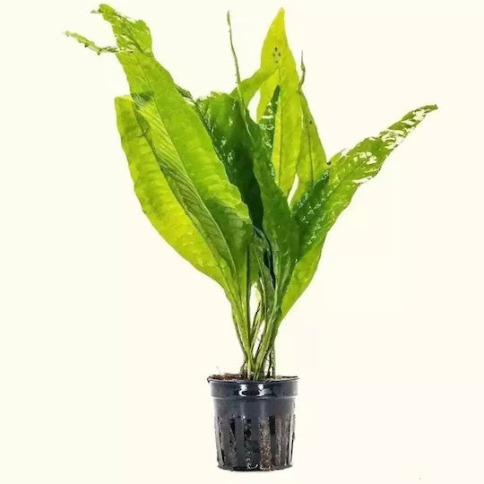 Stoffels S.i Plantă acvatică vie Microsorum