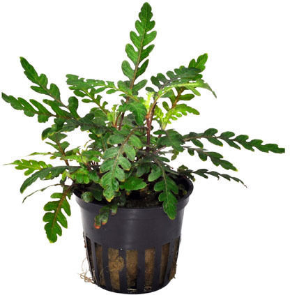 Plantă acvatică vie Hygrophila polysperma