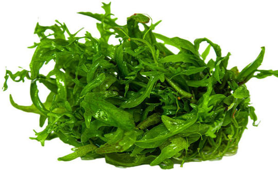 Tropica 1-2-grow Ζωντανό Φυτό Ενυδρείου Hygrophila Polysperma