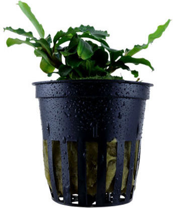 Tropica Pygmaea Ζωντανό Φυτό Ενυδρείου Bucephalandra