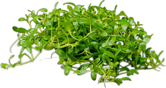 Stoffels Ζωντανό Φυτό Ενυδρείου sto10648 Glossostigma Elatinoides