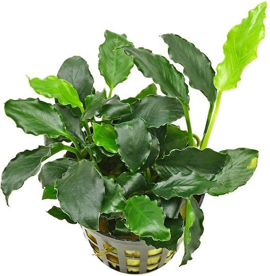 Tropica Anubias Barteri Var. Nana Kirin Lebende Aquariumspflanze Anubias Βarteri
