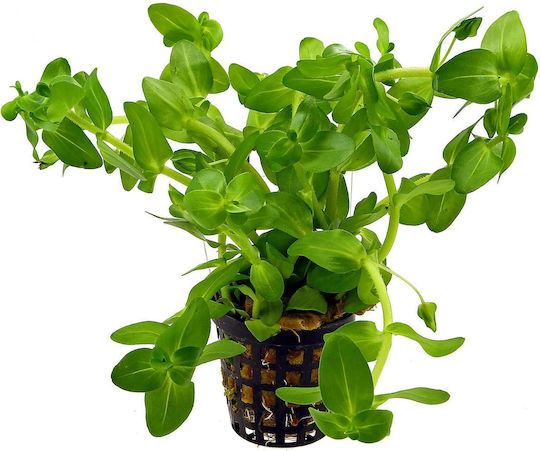 Stoffels Plantă acvatică vie Bacopa