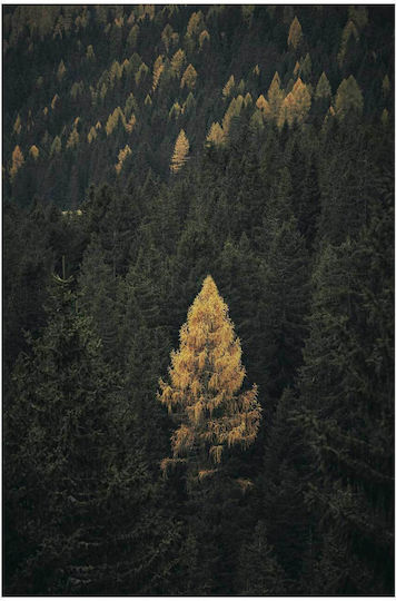 Πίνακας Golden Tree In Dense Forest Χρυσό Δέντρο Πυκνό Δάσος 100x150