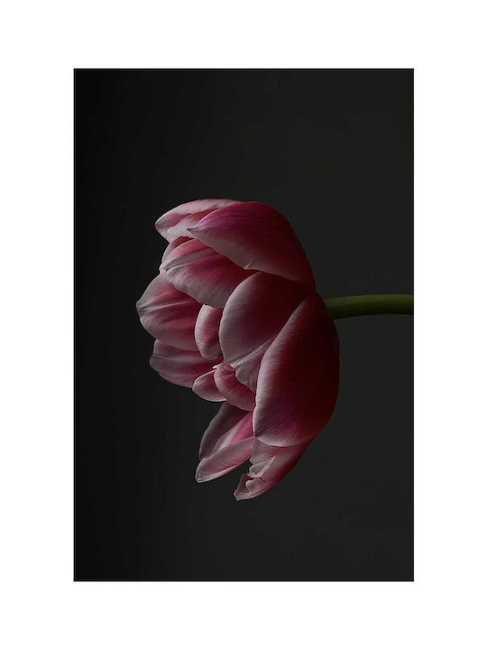 Πίνακας Single Pink Tulip Μονή Ροζ Τουλίπα 60x90