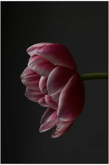 Πίνακας Single Pink Tulip Μονή Ροζ Τουλίπα 60x90